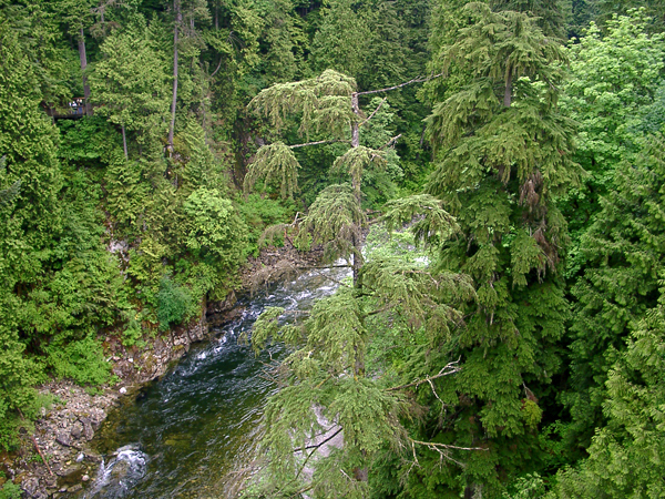 Looking down from the Capilano Suspension Bridge